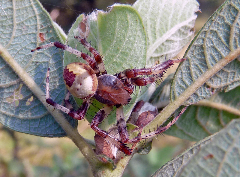 Araneus marmoreus e non solo
